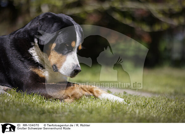 Groer Schweizer Sennenhund Rde / RR-104070