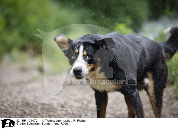 Groer Schweizer Sennenhund Rde / male Great Swiss Mountain Dog / RR-104072