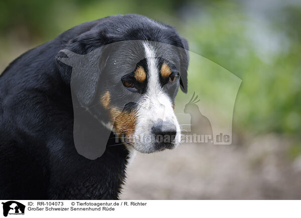 Groer Schweizer Sennenhund Rde / RR-104073