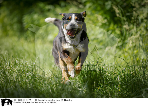 Groer Schweizer Sennenhund Rde / RR-104074