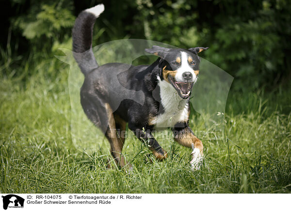 Groer Schweizer Sennenhund Rde / RR-104075