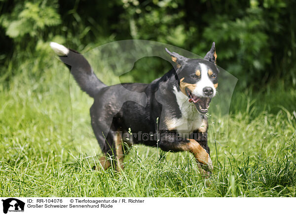 Groer Schweizer Sennenhund Rde / RR-104076