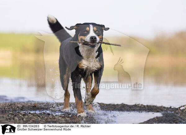 Groer Schweizer Sennenhund Rde / RR-104263