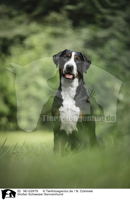 Groer Schweizer Sennenhund / NC-02679