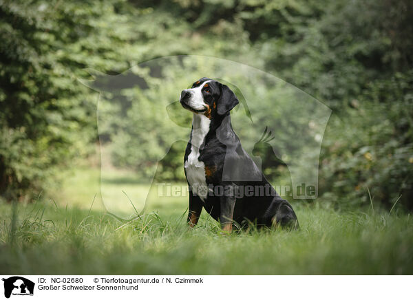 Groer Schweizer Sennenhund / NC-02680
