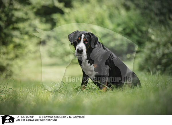 Groer Schweizer Sennenhund / NC-02681
