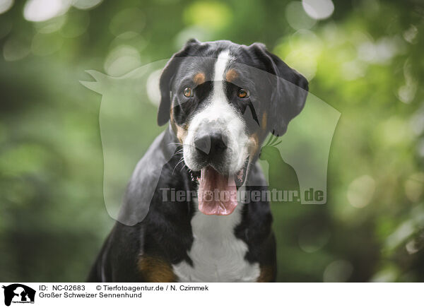 Groer Schweizer Sennenhund / NC-02683