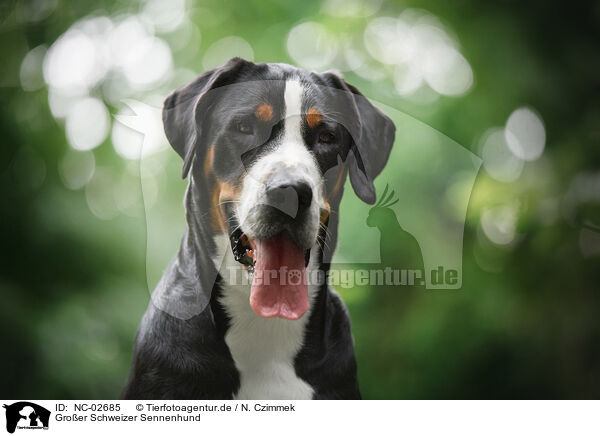 Groer Schweizer Sennenhund / NC-02685