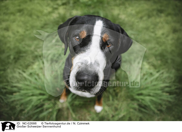 Groer Schweizer Sennenhund / NC-02686