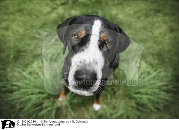 Gro�er Schweizer Sennenhund / Great Swiss Mountain Dog / NC-02686