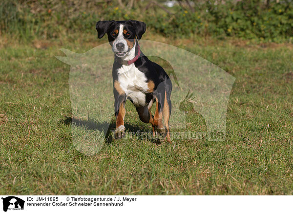 rennender Groer Schweizer Sennenhund / JM-11895