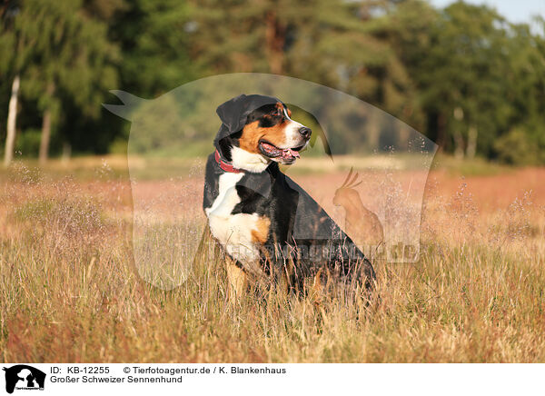 Groer Schweizer Sennenhund / Great Swiss Mountain Dog / KB-12255