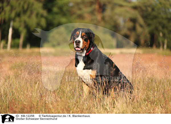 Groer Schweizer Sennenhund / Great Swiss Mountain Dog / KB-12256