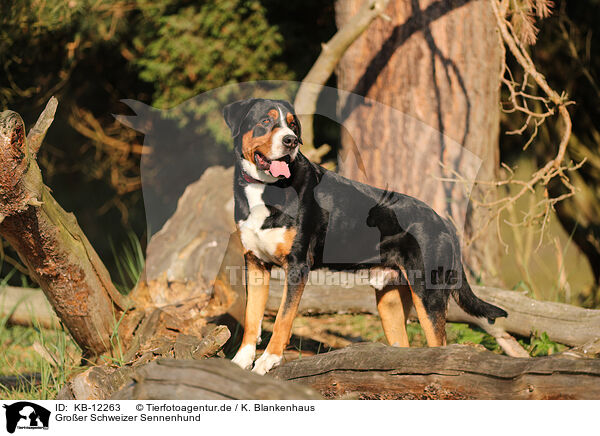 Groer Schweizer Sennenhund / KB-12263