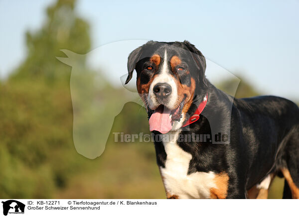 Groer Schweizer Sennenhund / Great Swiss Mountain Dog / KB-12271