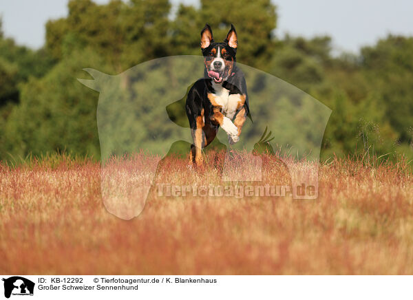 Groer Schweizer Sennenhund / Great Swiss Mountain Dog / KB-12292