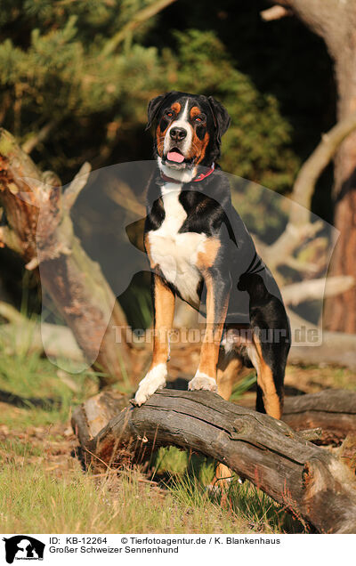 Groer Schweizer Sennenhund / Great Swiss Mountain Dog / KB-12264