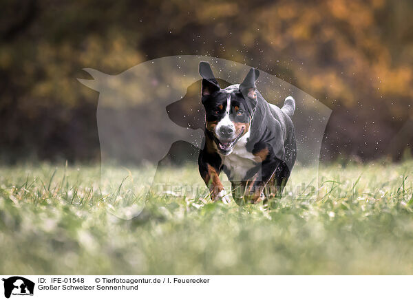 Groer Schweizer Sennenhund / IFE-01548