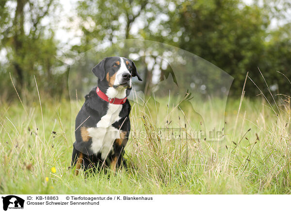 Grosser Schweizer Sennenhund / Greater Swiss Mountain Dog / KB-18863