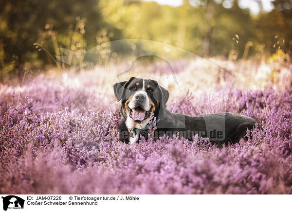 Gro�er Schweizer Sennenhund / Greater Swiss Mountain Dog / JAM-07228