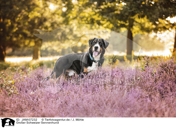 Gro�er Schweizer Sennenhund / Greater Swiss Mountain Dog / JAM-07232