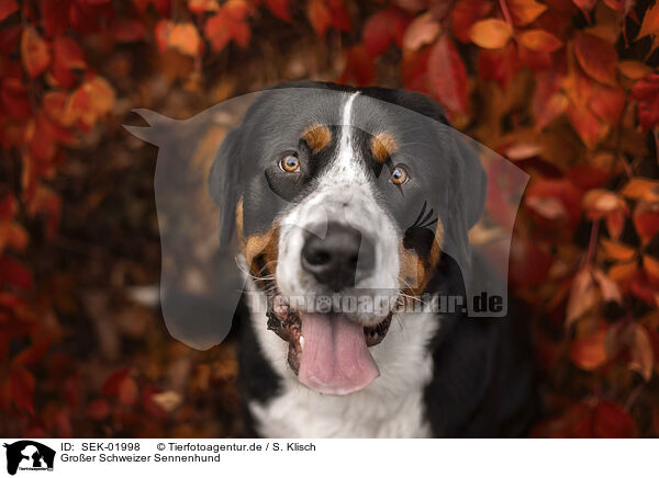 Gro�er Schweizer Sennenhund / Greater Swiss Mountain Dog / SEK-01998