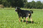 Groer Schweizer Sennenhund