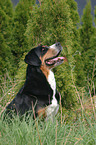 Groer Schweizer Sennenhund