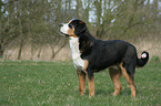 Groer Schweizer Sennenhund