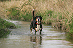 laufender Groer Schweizer Sennenhund