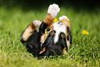 Groer Schweizer Sennenhund Welpe im Grnen