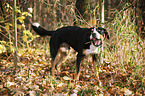 Groer Schweizer Sennenhund frisst Gras