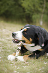 Groer Schweizer Sennenhund mit Stock