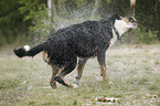 Gro�er Schweizer Sennenhund sch�ttelt sich