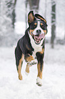 Groer Schweizer Sennenhund rennt durch den Schnee
