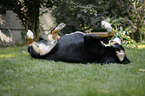 Groer Schweizer Sennenhund wlzt sich im Gras