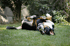 Groer Schweizer Sennenhund wlzt sich im Gras