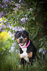 sitzender Groer Schweizer Sennenhund