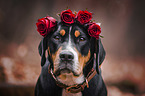 Gro�er Schweizer Sennenhund Portrait