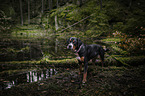 stehender Groer Schweizer Sennenhund