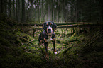 stehender Groer Schweizer Sennenhund
