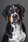 Groer Schweizer Sennenhund Portrait