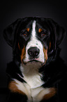 Groer Schweizer Sennenhund Portrait