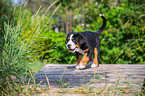laufender Groer Schweizer Sennenhund Welpe
