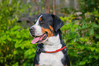 Groer Schweizer Sennenhund Portrait
