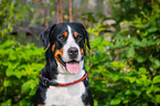 Groer Schweizer Sennenhund Portrait