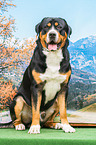 sitzender Groer Schweizer Sennenhund