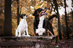 Groer Schweizer Sennenhund mit Jack Russell Terrier