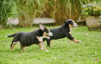 rennende Groer Schweizer Sennenhund Welpen