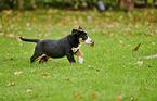 rennender Groer Schweizer Sennenhund Welpe